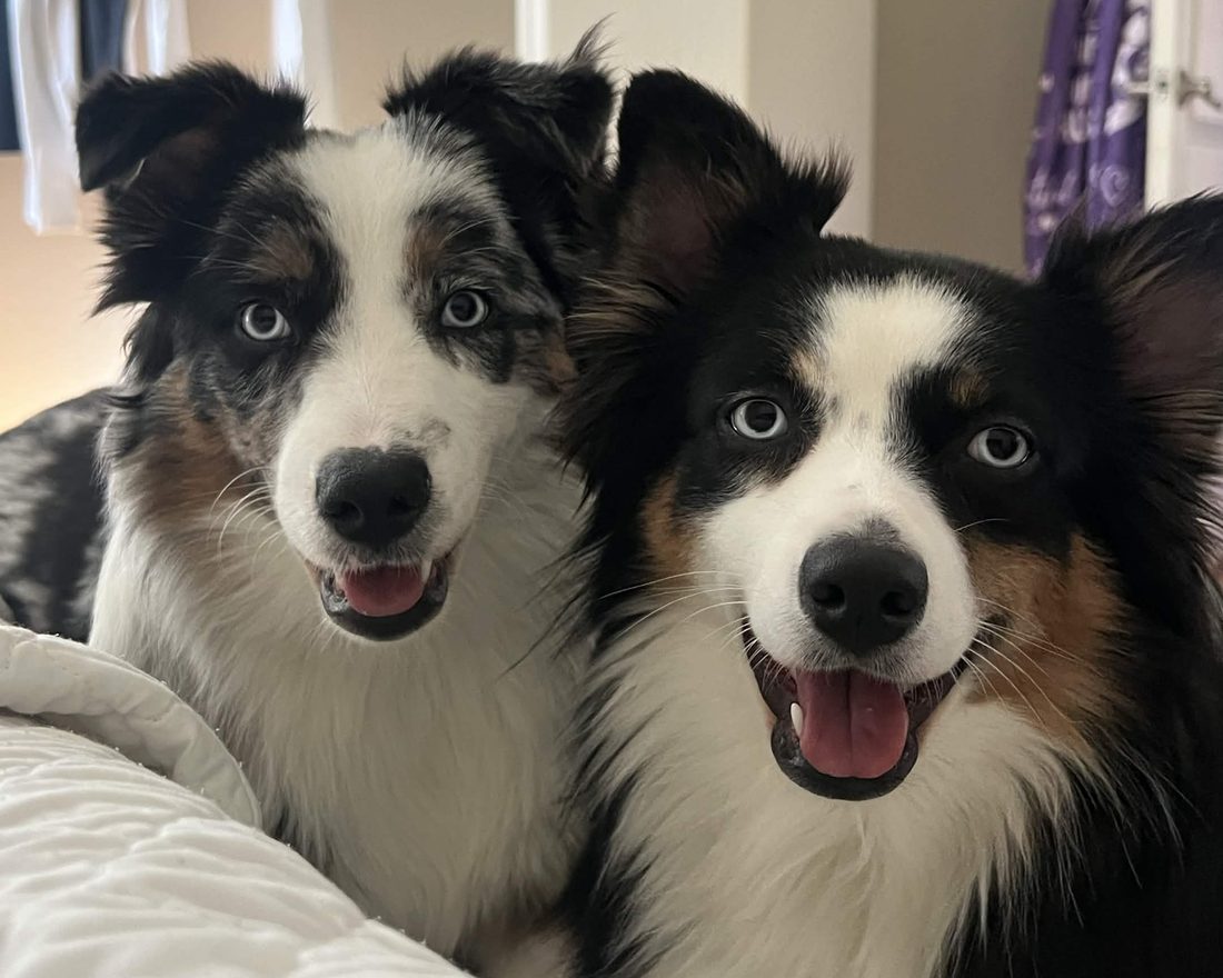 Two happy Australian Shepherds, the Pup and Pal pups, smiling at the camera
